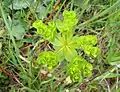 Euphorbia helioscopia