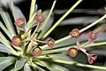 Les feuilles élevées violettes de Euphorbia atropurpurea forment un contraste frappant avec les glandes à nectar vert jaunâtre