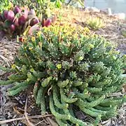Euphorbia flanaganii, Tête-de-méduse