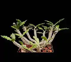 Description de l'image Euphorbia ambovombensis1 ies.jpg.