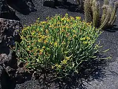 Euphorbia aphylla