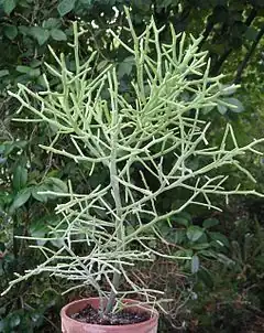 Euphorbia arahaka