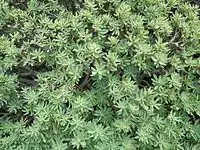 Feuilles en rosette de Euphorbia balsamifera .