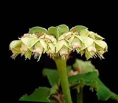 Description de l'image Euphorbia biselegans1.jpg.