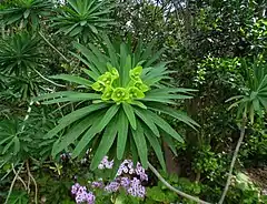 Description de l'image Euphorbia bourgeana kz1.JPG.