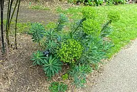 Euphorbia characias ‘Humpty Dumpty’.