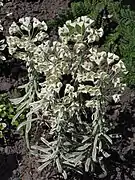 Euphorbia characias 'Tasmanian tiger'.