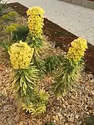 Euphorbia characias 'Tasmanian tiger'.