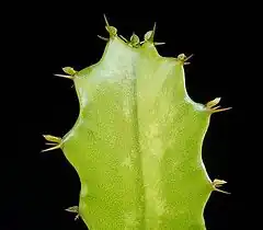 Description de l'image Euphorbia deightonii ies.jpg.