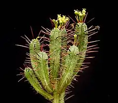 Description de l'image Euphorbia enopla3 ies.jpg.