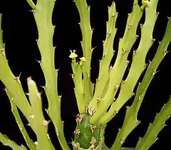 Description de l'image Euphorbia epiphylloides2 ies.jpg.