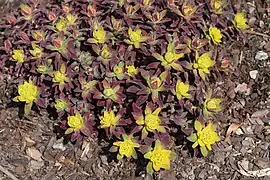 Euphorbia epithymoides 'Bonfire'.