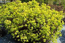 Euphorbia epithymoides 'Purpurea'.