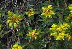 Description de l'image Euphorbia flavicoma12.JPG.