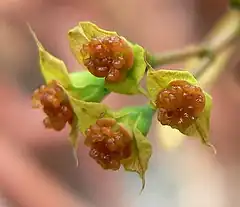Description de l'image Euphorbia genoudiana 2.jpg.