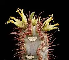 Description de l'image Euphorbia iharanae ies.jpg.
