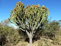 Euphorbia ingens (en)