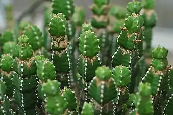 Euphorbia makallensis (sv).