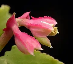 Description de l'image Euphorbia neoarborescens ies.jpg.