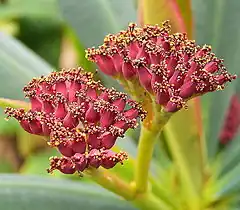 Description de l'image Euphorbia pachypodioides ies.jpg.