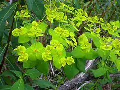 Description de l'image Euphorbia paniculata Habitus 2011-4-21 SierraMadrona.jpg.