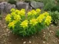 Les feuilles élevées de Euphorbia epithymoides sont jaune brillant.