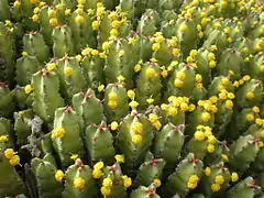 Euphorbia resinifera