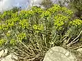 Euphorbe (Euphorbia rigida, Malpighiales, Euphorbiaceae)