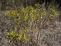 Euphorbia segetalis.