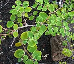 Description de l'image Euphorbia skottsbergii var. skottsbergii (4822722716).jpg.