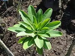 Description de l'image Euphorbia stygiana - Botanischer Garten, Frankfurt am Main - DSC02364.JPG.