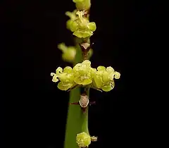 Description de l'image Euphorbia vajravelui ies.jpg.