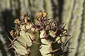 Inflorescence