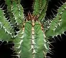 Les glochides jaunes d'Opuntia howeyi (de), les zébrures sur les feuilles de l'Aloès maculé et les côtes grisâtres sillonnant la tige de l'Euphorbe vireuse, présentent des couleurs aposématiques avertissant les prédateurs de la spinescence propre à protéger ces plantes contre les mammifères herbivores.