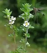 Euphrasia antarctica (Chili).