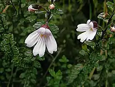 Euphrasia borneensis (Canada).