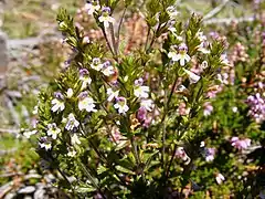 Euphrasia cebennensis (Lozère, France).