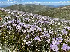 Euphrasia collina (Australie).