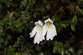 Euphrasia cuneata (Nouvelle-Zélande).