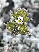 Euphrasia frigida (Groenland).