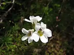 Euphrasia gibbsiae (Australie).