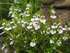 Euphrasia insignis (Japon).