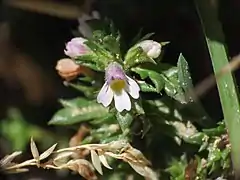 Euphrasia liburnica (Italie).