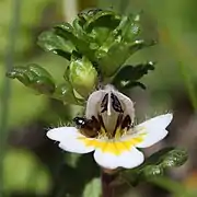 Euphrasia matsumurae (Japon).