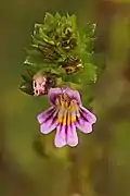 Euphrasia micrantha (Danemark).