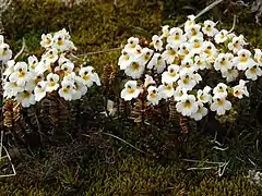 Euphrasia monroi (Tasmanie, Nouvelle-Zélande).