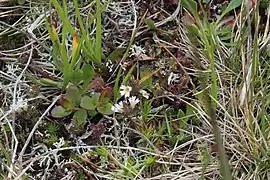 Euphrasia ossica (Karachay-Cherkessia, Russie).