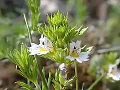 Euphrasia pectinata (Aveyron, France).