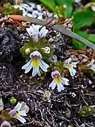 Euphrasia picta (Suisse).