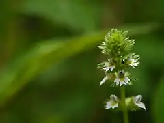 Euphrasia platyphylla (Himalaya, Inde)